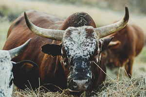 African Nguni Bull, an Animal Photo by René Jordaan Photography