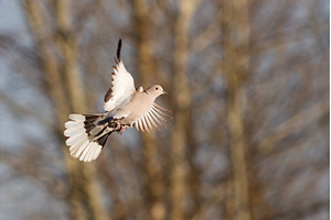 Eurasian Collared Dove in Mid-Flight, an Animal Photo by Pakosta