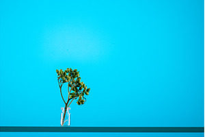 Miniature green plant in a medicinal, an Abstract Photo by Stockphoto by vzwer