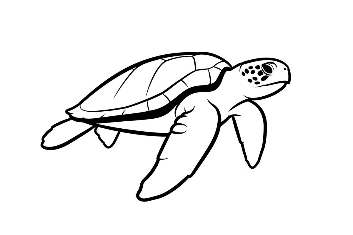 50 Sea Turtle Vector Silhouette Bund, an Illustration by jahid234 (Photo 35 of 51)