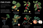 Fruit Illustrations pack 3, a Food Illustration by Padrinan (Thumbnail 2 of 5)