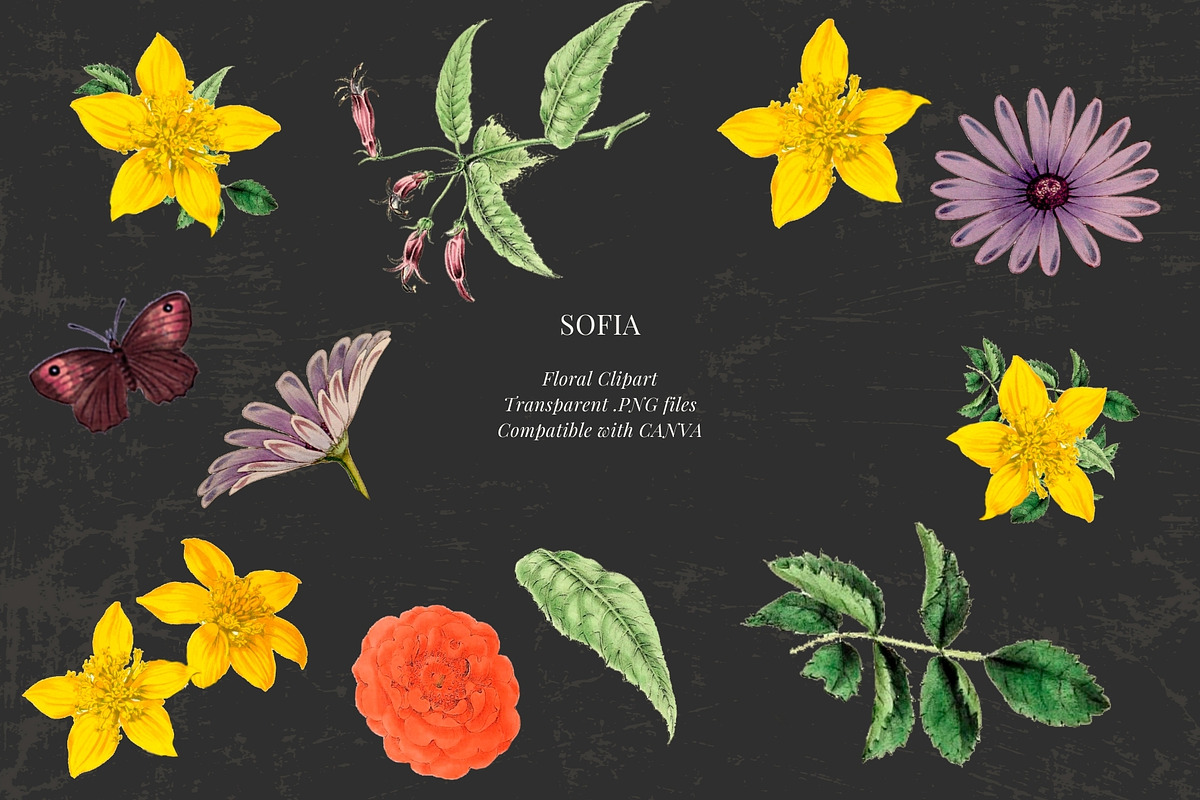 Antique flowers illustrations, an Illustration by AS Studio (Photo 6 of 8)