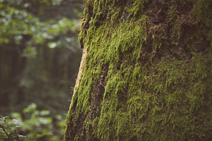 Tree featuring forrest, wood, and green