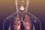 Respiratory System Lungs Body, a Characters & Person 3D Model by VisualCG (Thumbnail 2 of 5)
