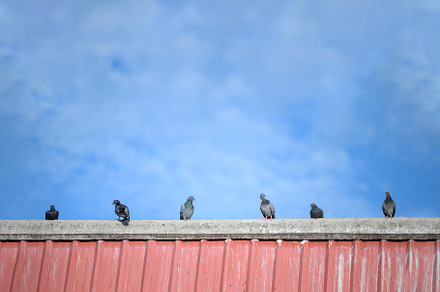 Flock of pigeons on the roof top. Animal and bird concept. House, an Animal Photo by Ministocker