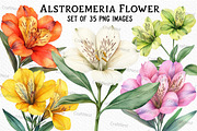 Alstroemeria Flower Watercolor PNG, an Illustration by Craft Nest (Thumbnail 1 of 6)