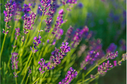 Blooming lavender in the garden, a Nature Photo by yanadjana