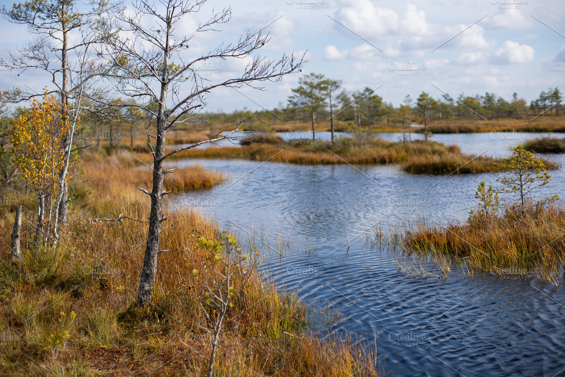 Belarusian swamp lake in Yelnya Belarus in autumn. Ecosystems environmental pro, a Nature Photo by SaulichPhoto