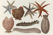 Kumataro Ito Japanese Aquatic Art, an Animal Illustration by Digital Museum (Thumbnail 6 of 13)