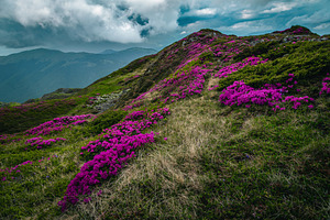 Wonderful alpine pink rhododendrons, a Nature Photo by Alpine Dreams