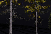 The European Larch Tree, a Plants & Tree 3D Model by FuturePastCreatives (Thumbnail 3 of 9)