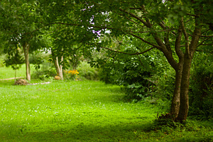 Green garden containing green, garden, and green leaves