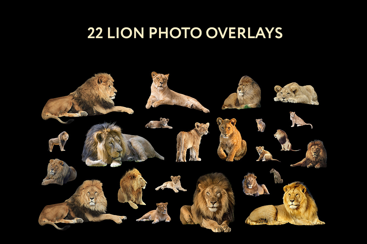 22 Lion Photo Overlays, an Action Add-On by PhotoEffects.Store (Photo 6 of 6)