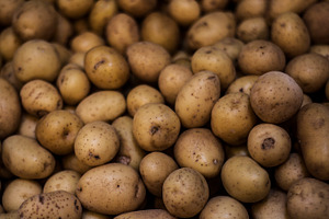 Baby creamer potatoes