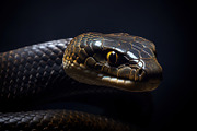 Savannah Animals Pack 200+ Images, an Animal Photo by Virgo Studio (Thumbnail 3 of 7)