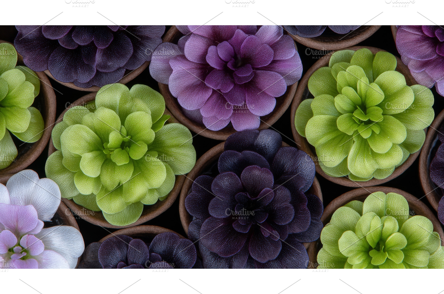 Microgreens of broccoli and amaranth, a Food & Drink Photo by ZinetroN