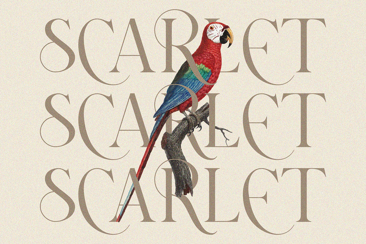 Sefilla | Modern Stylistic serif, a Serif Font by roomspace creative lab (Photo 11 of 15)