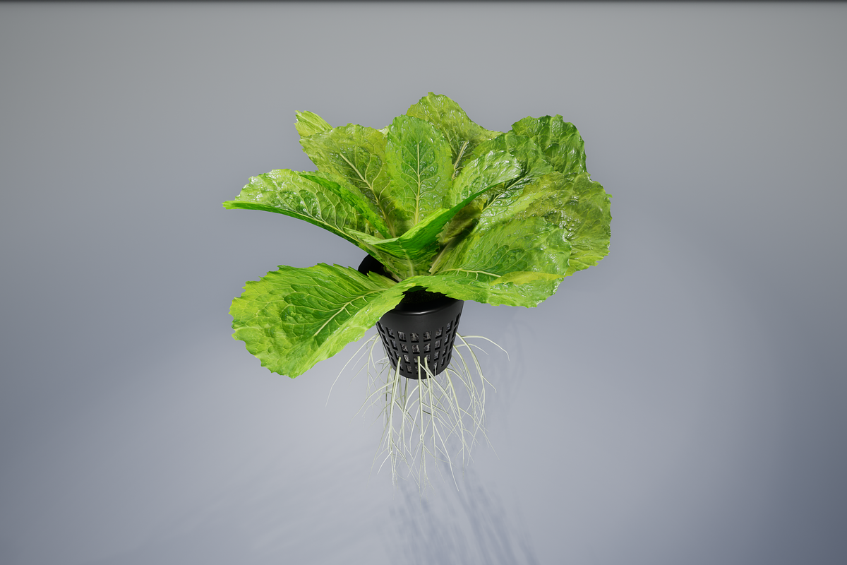 lettuce grean, a Food & Drink 3D Model by AndrewWhite (Photo 13 of 16)