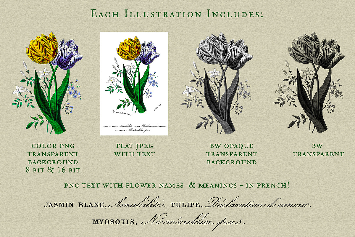 Flore des Dames Vintage French, an Illustration by French Kiss Collections (Photo 6 of 16)