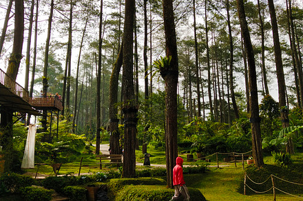 Pine Forests in Cikole Bandung