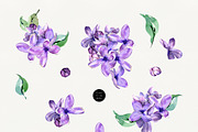 Sale 50% Lilac Blooming Spring, an Illustration by Olga Koelsch (Thumbnail 6 of 9)