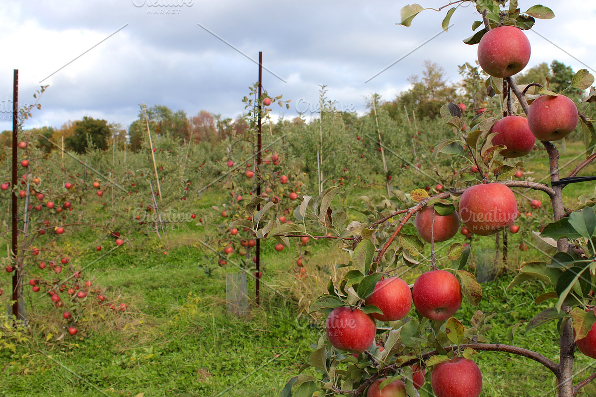 Fall Apple Picking - 10 Stock Photos, a Nature Photo by RIK Photography (Photo 6 of 8)