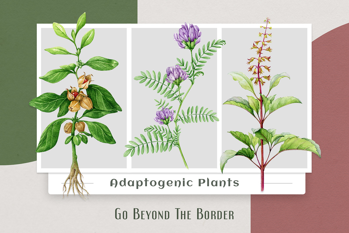 Adaptogenic Medicinal Plant Clipart, a Healthcare Illustration by AnitaPol (Photo 10 of 24)