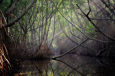 Jungle featuring water, landscape, and tropical, a Nature Photo by Byrdyak