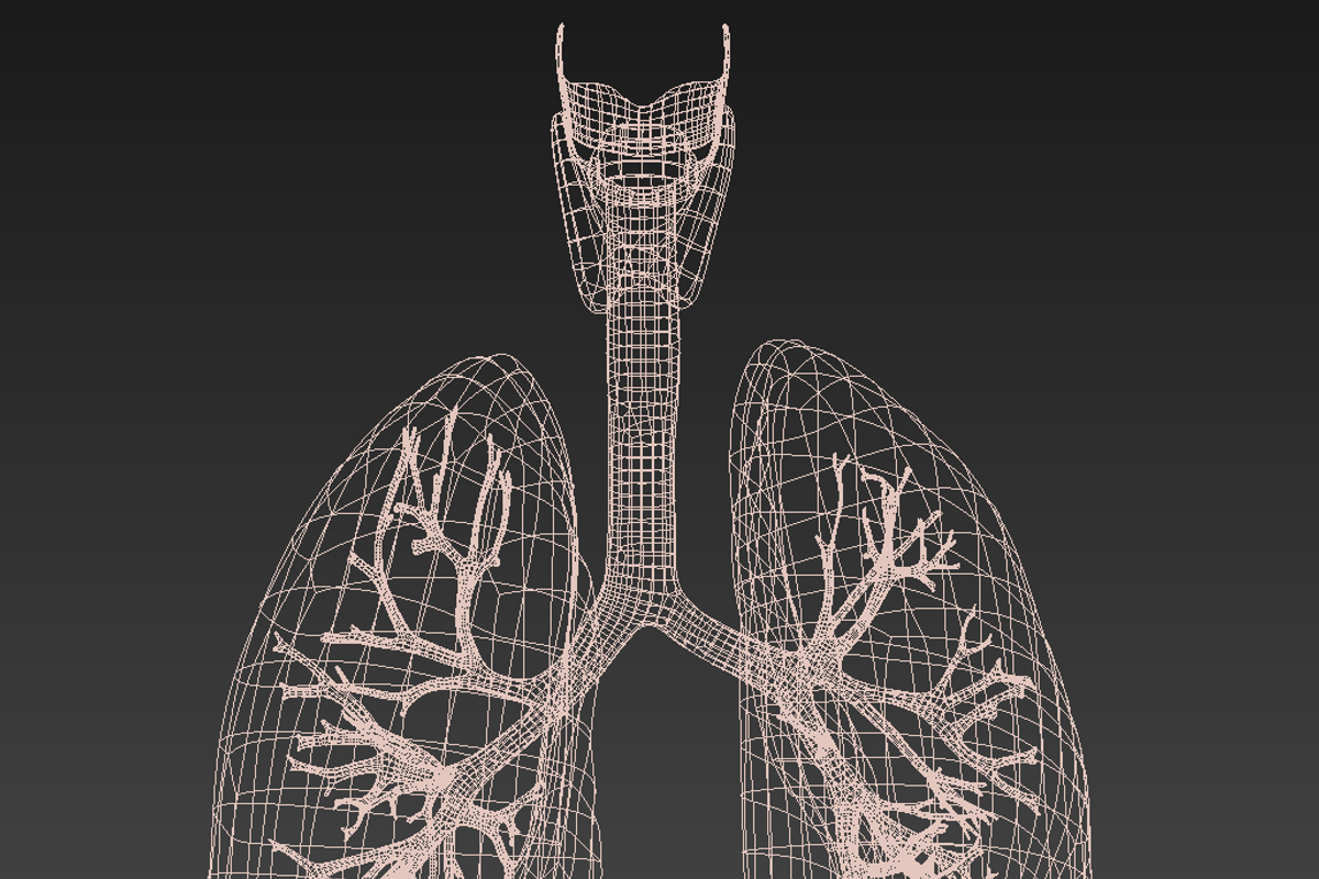 Human internal organs, a Characters & Person 3D Model by konstantin.ermolaev (Photo 45 of 46)