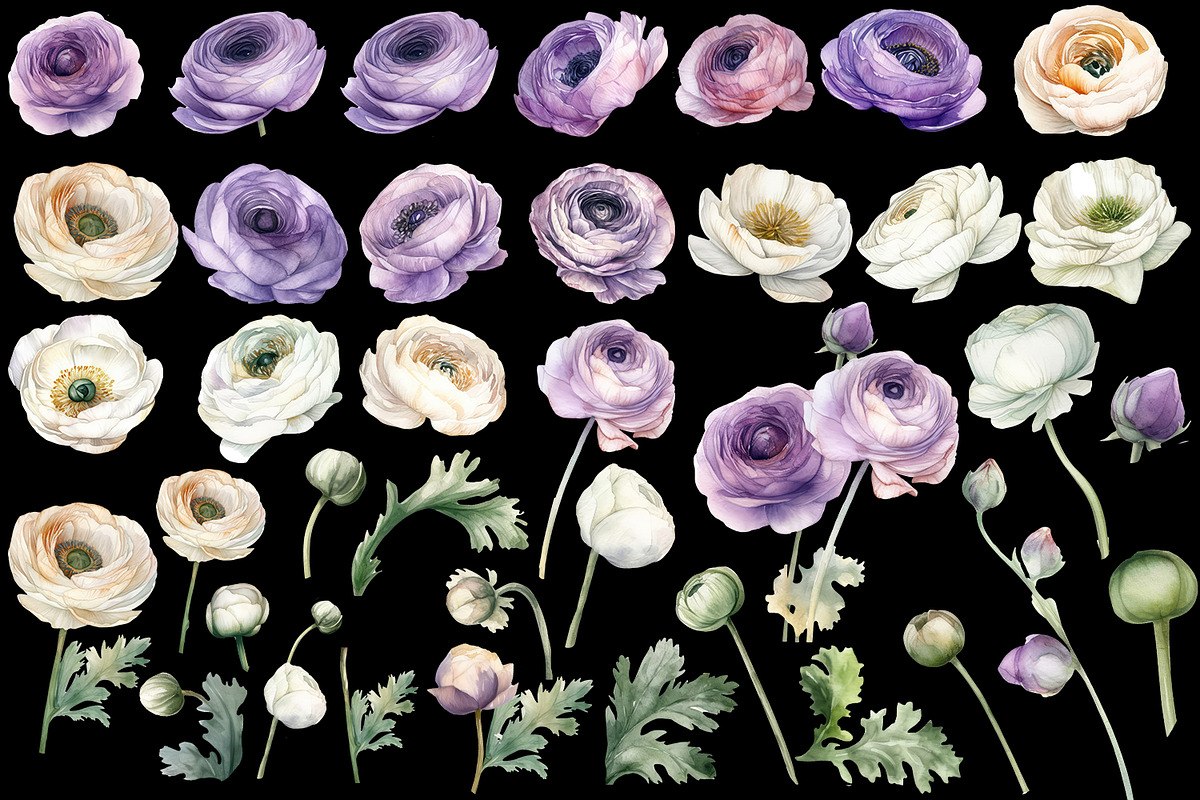 Ranunculus clipart, Watercolor flora, a Decorative Illustration by ElenazlataArt (Photo 3 of 6)