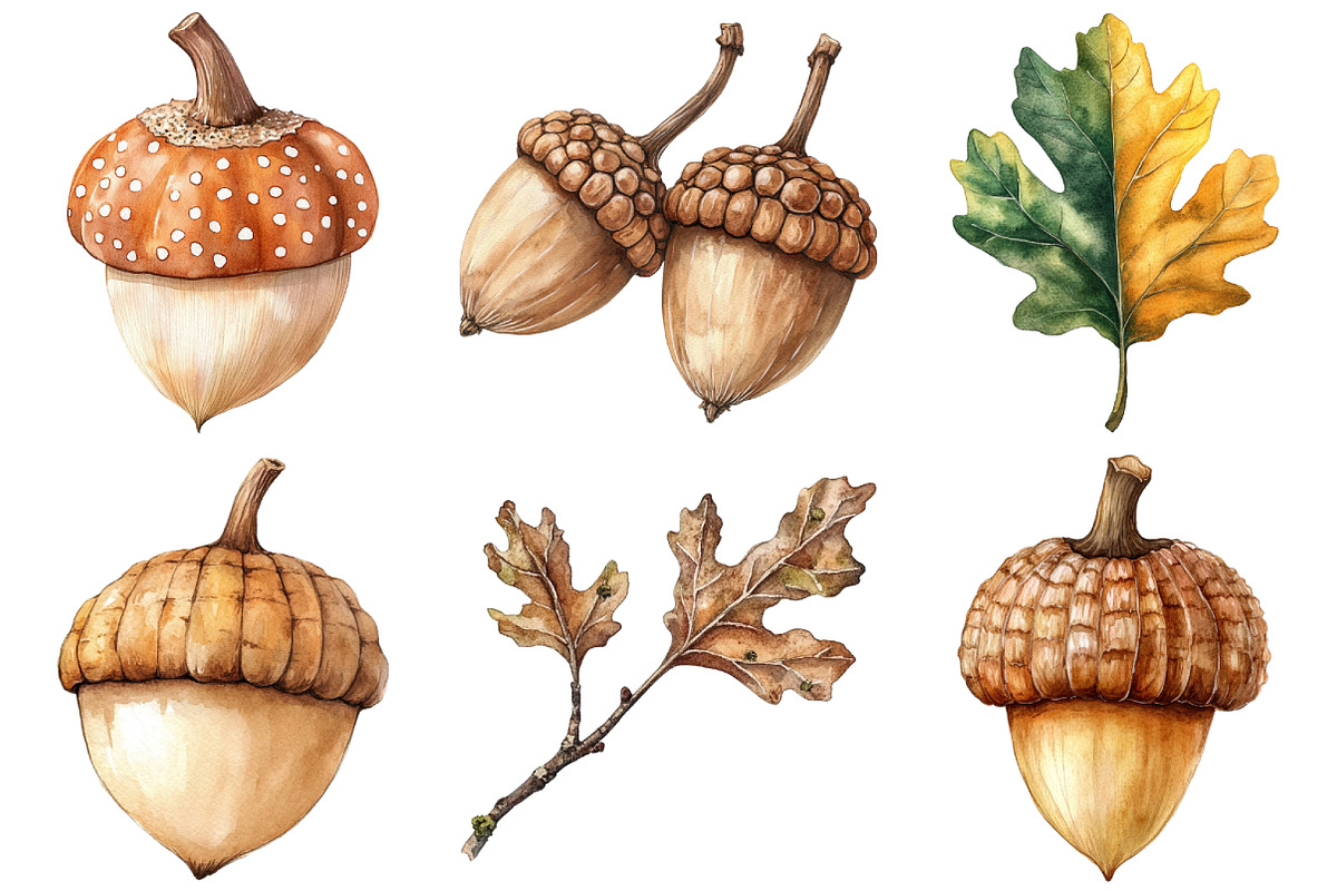 Watercolor Acorns & Oak Leaves PNG, an Illustration by Craft Nest (Photo 4 of 6)