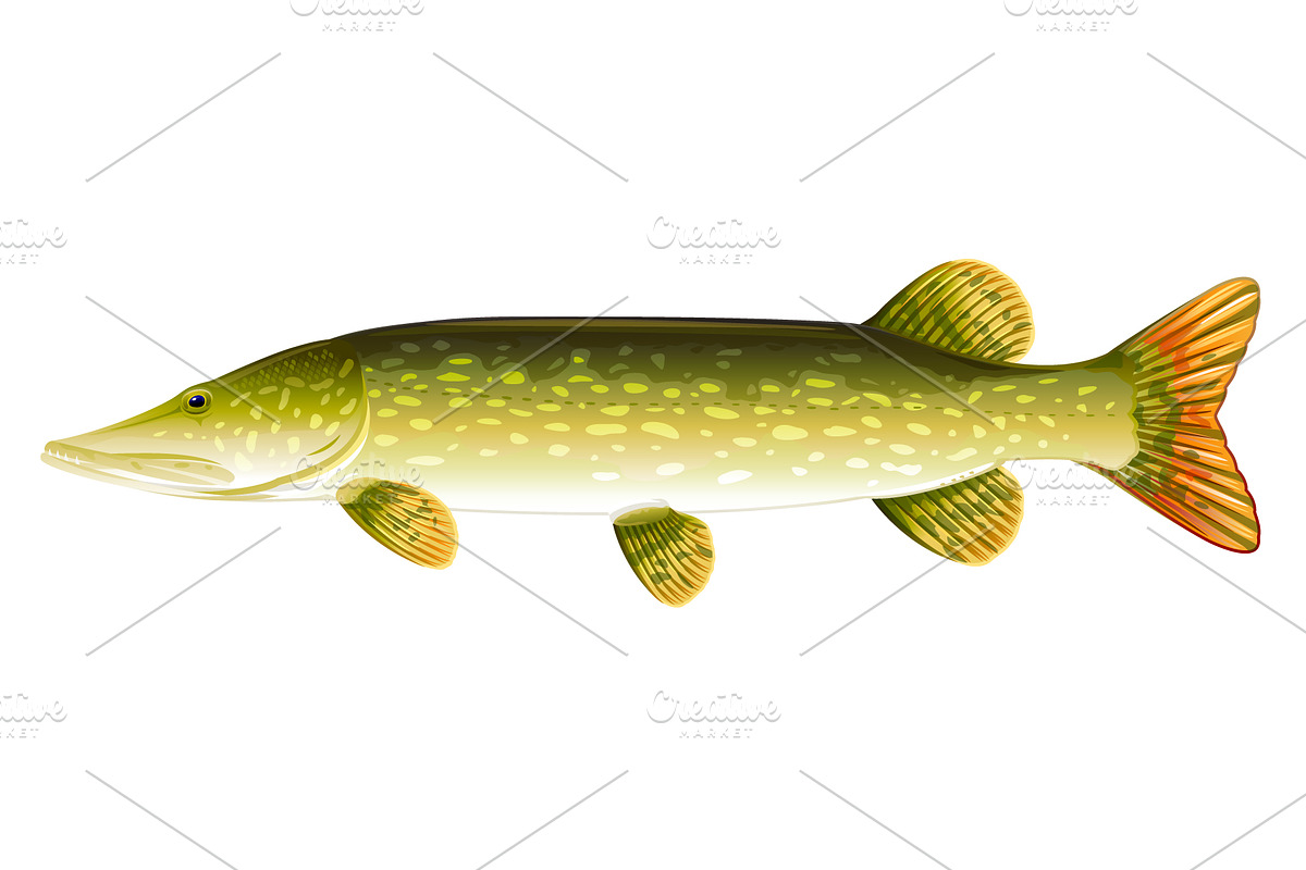 Pike fish, an Animal Illustration by Oceloti (Photo 1 of 3)