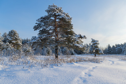 Pine forest in winter sunny day stock photo containing tree and forest, a Nature Photo by oleghz