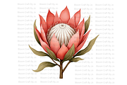 Dried Protea Bloom, a Decorative Illustration by Bloom Craft Creations (Thumbnail 6 of 10)