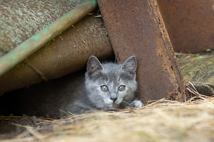 little Cute grey fluffy kitten outdo, an Animal Photo by AlexBush