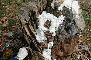 man fills some holes in a tree with foam spray, a Photo by Nito