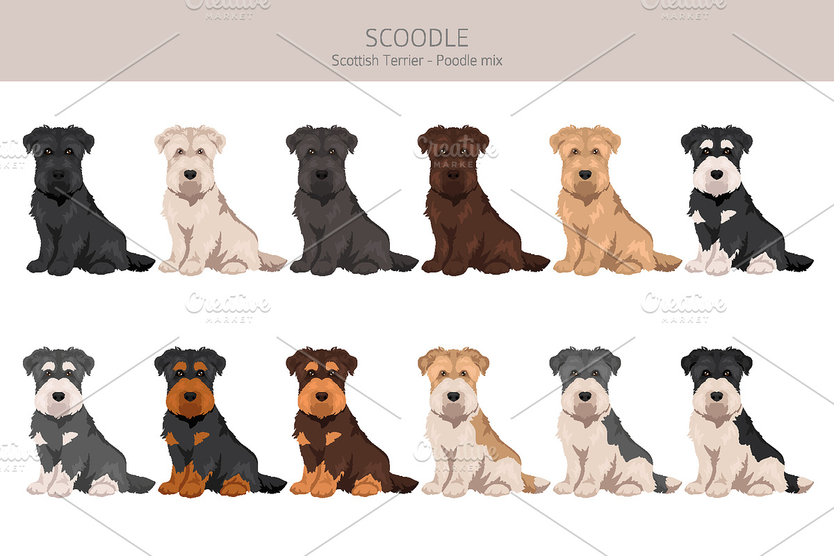 Scoodle, Scottiepoo dog mix, an Animal Illustration by pet design shop (Photo 3 of 6)