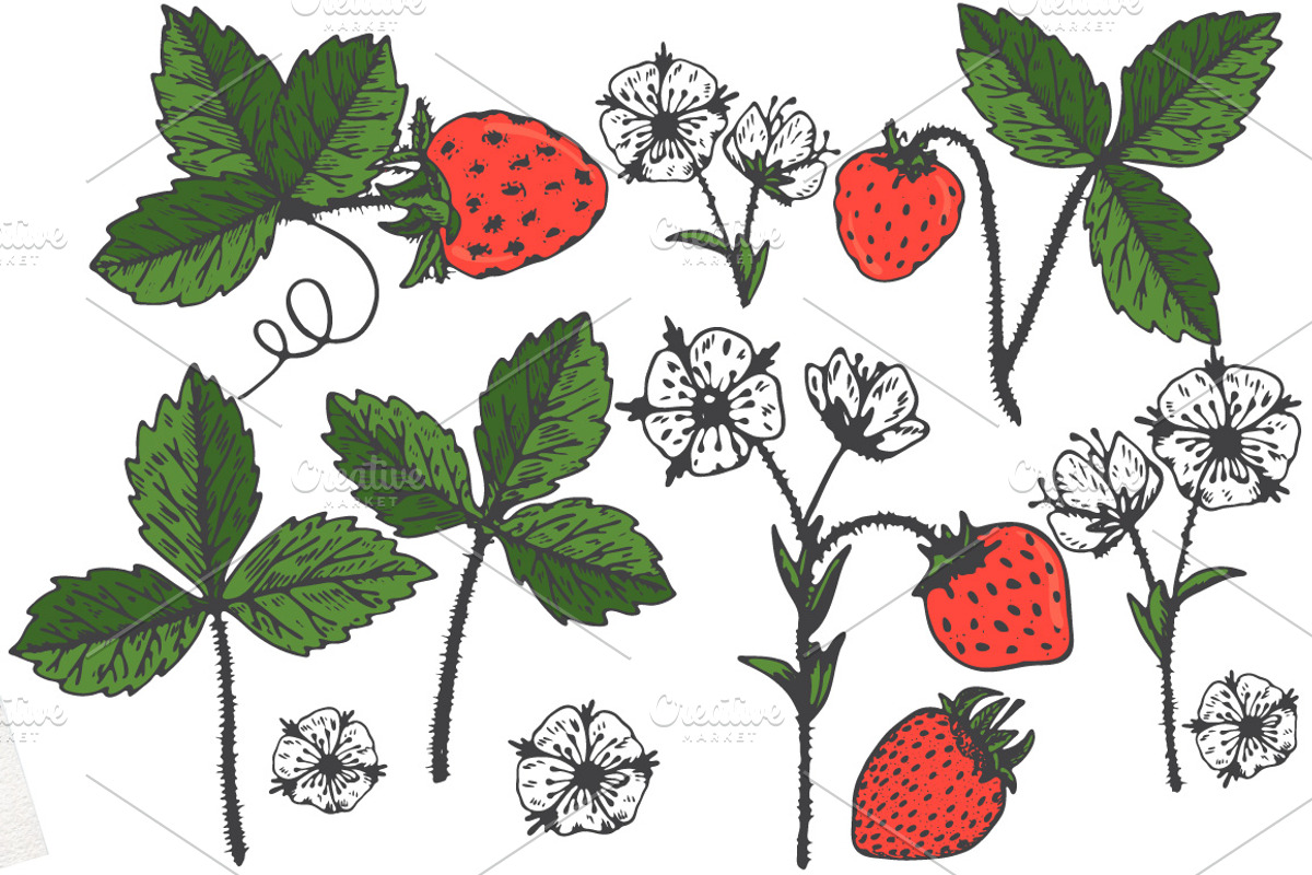 Vector garden strawberry, an Illustration by TashaDraw (Photo 2 of 7)