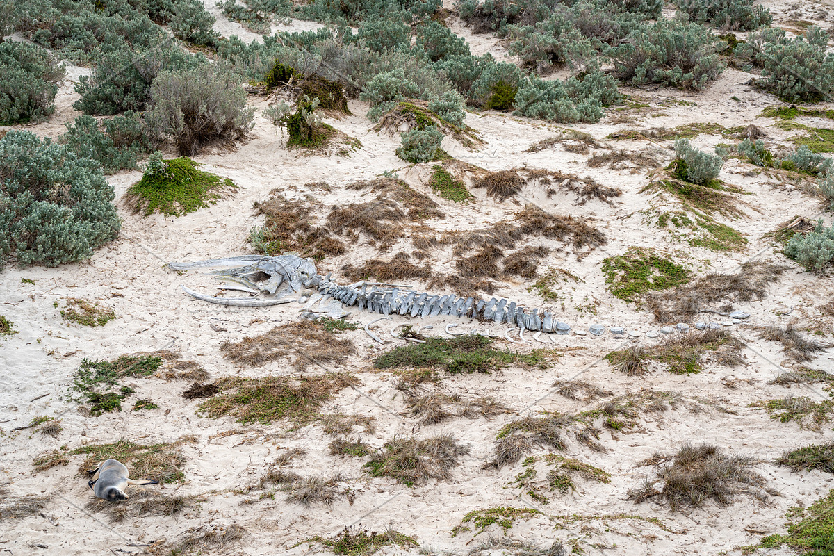 Whale skeleton on sandy beach at Seal Bay, Kangaroo Island, Aust, a Nature Photo by GoodGoods (Photo 1 of 2)