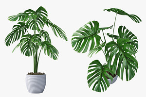 Monstera 05