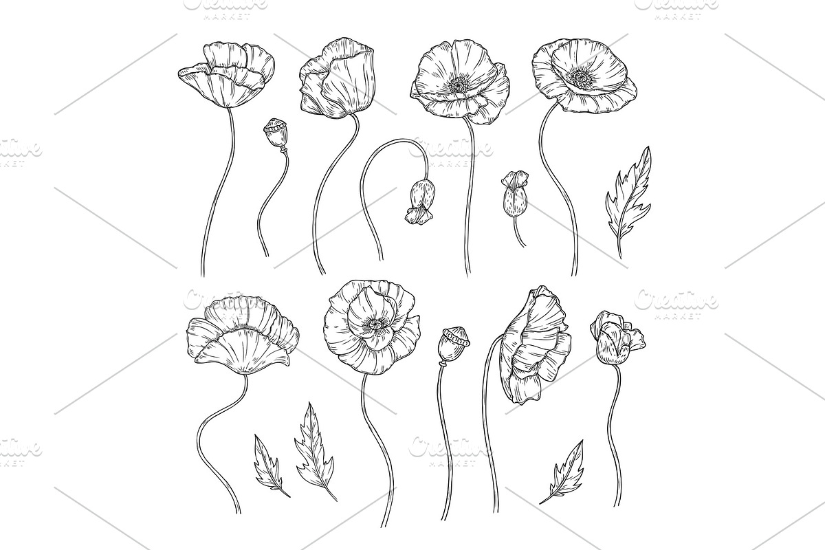 Poppy. Sketch poppies ornament decor, a Graphic by Valerie Bodnar