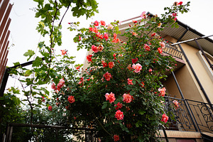 Beautiful blooming rose bush near a modern house with garden surroundings, a Photo by AS photostudio