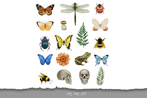 Insect Collection / Pattern Design