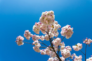 Clusters of white cherry blossoms in full bloom on a tree branch, a Nature Photo by Ales Munt