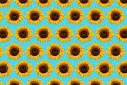 Sunflowers, a Pattern Graphic by Teuni's Dreams of Reality (Thumbnail 2 of 3)