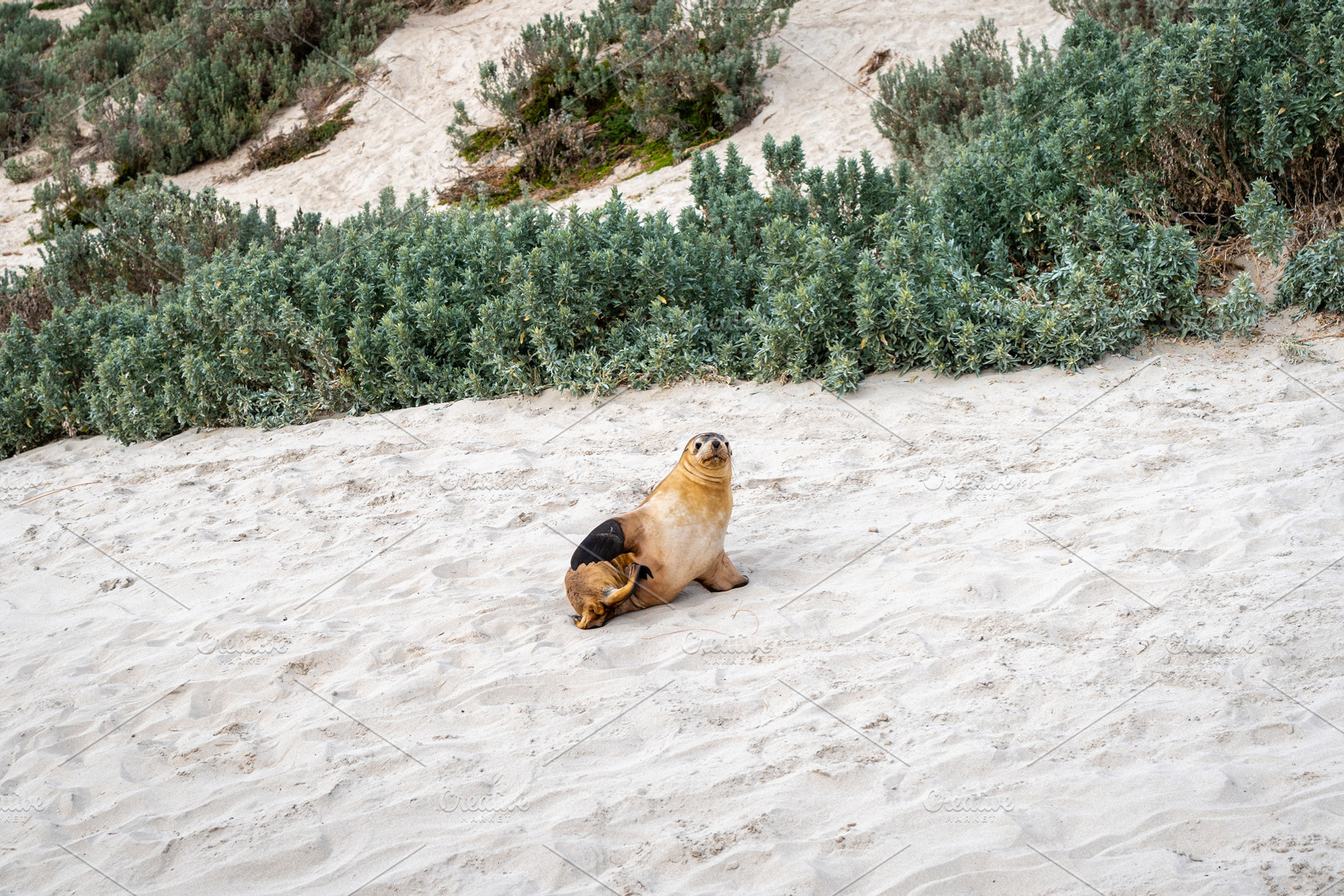 Seals resting on sandy beach at Seal Bay, Kangaroo Island, Austr, an Animal Photo by GoodGoods