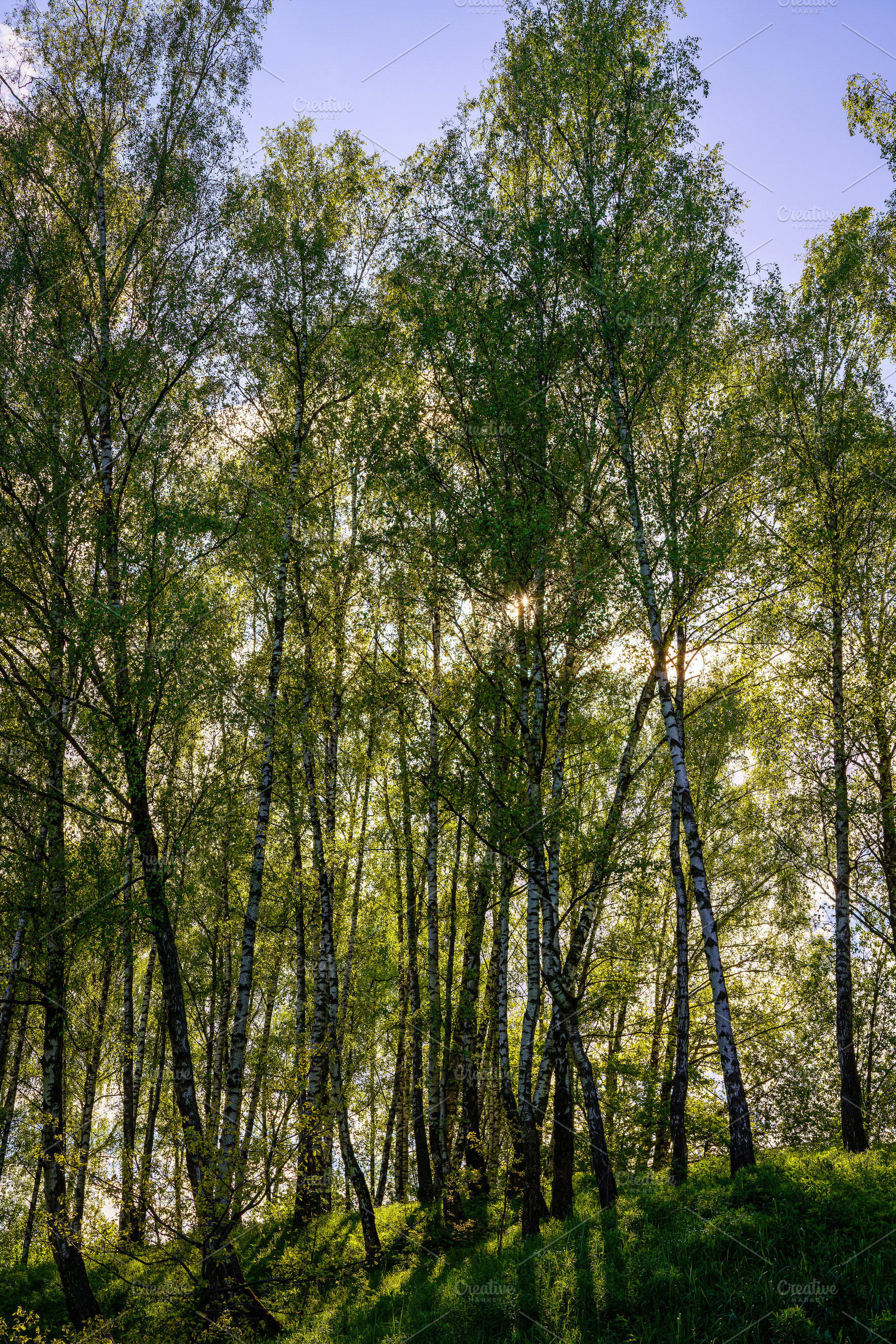 Sunlight filtering through the tall birch trees in a lush green, a Nature Photo by Eugene_Photo