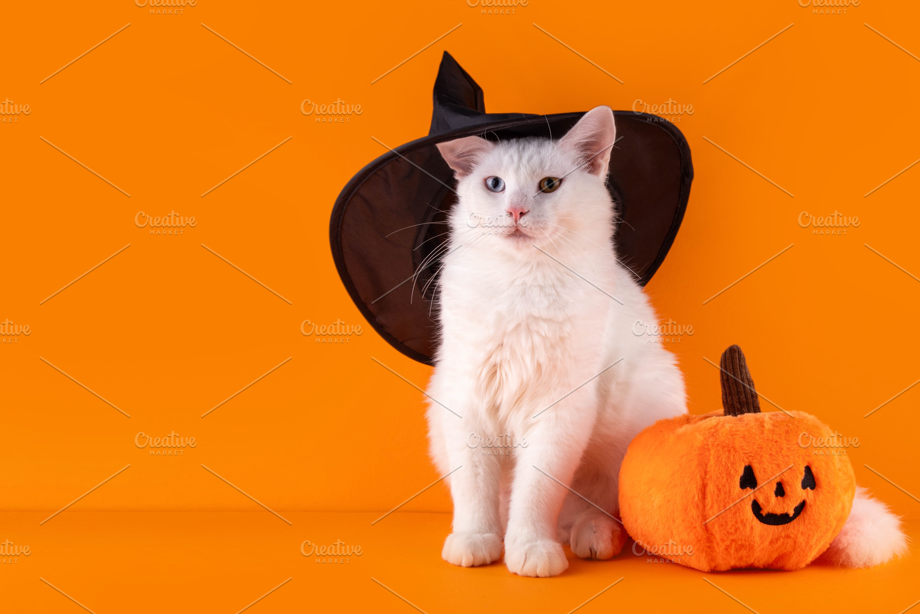 Halloween background with cat in witch hat and pumpkin, a Holiday Photo by Rimma
