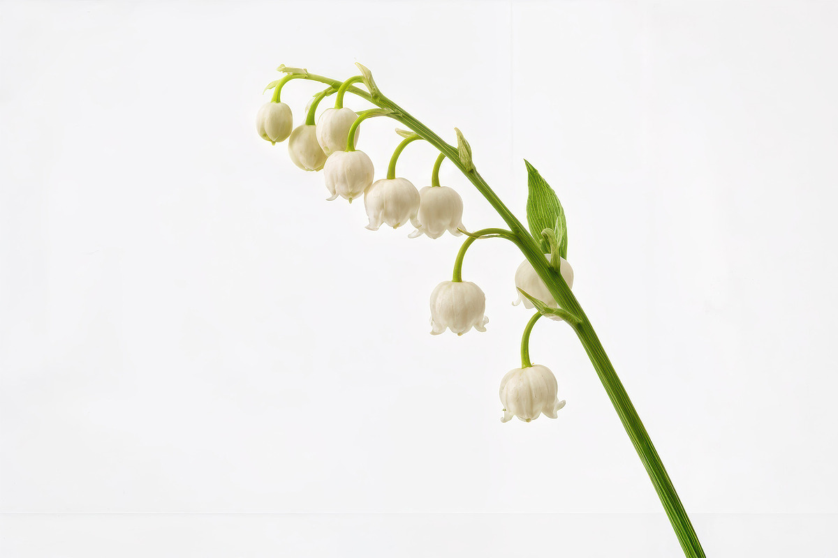 10 poisonous botanical plants, a Healthcare Illustration by StockVerse Creative (Photo 2 of 12)