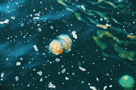 A barrel jellyfish, Rhizostoma pulmo, underwater in the Mediterr, an Animal Photo by Bepslabor